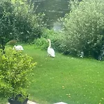 Grewis La Wantzenau